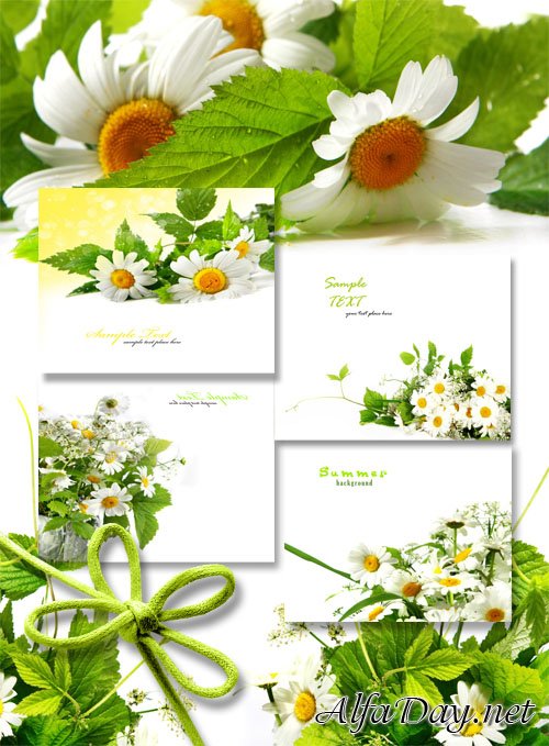 ����-�������� ������� / Chamomile Card