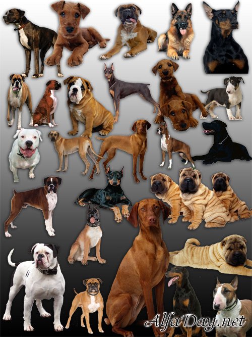 Faithfull friends Psd - ������ ������ � Psd