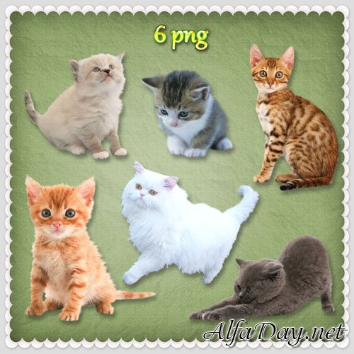 ������� PNG - ������ / Kittens