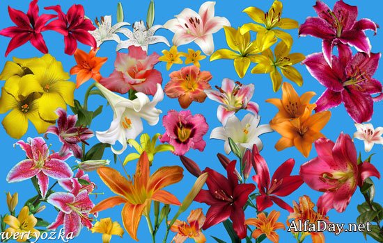 PSD ������� - �����