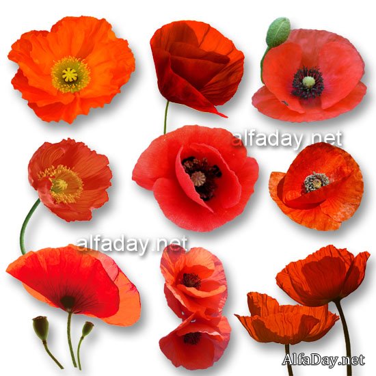 PSD ������� ������� ���� | Red Poppies