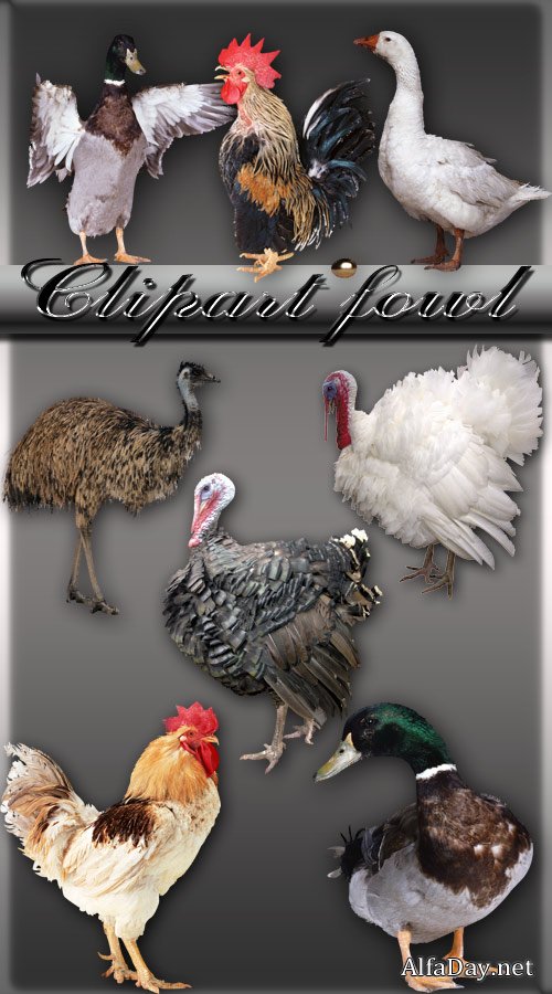 Clipart fowl 