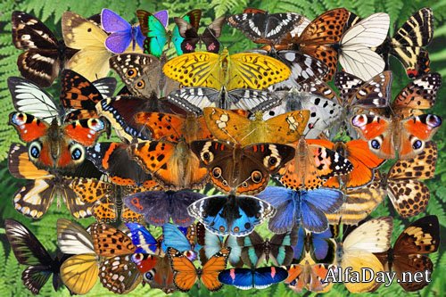 ������� - ������� �� �����������