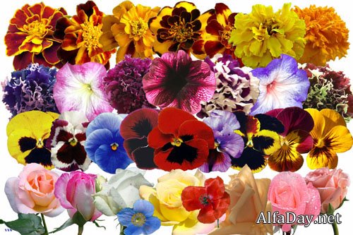 ������� ����� PSD - ������� ����, ������������ �������� �������, �������� ����� (������� ������), ��������