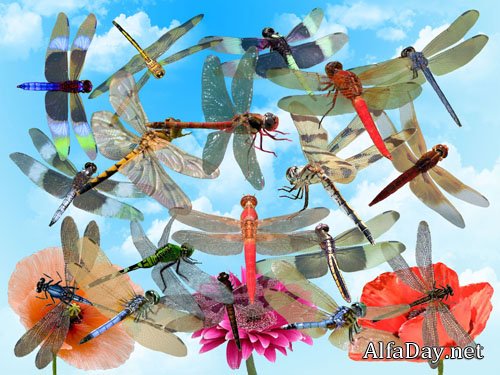 ������� PSD - ��������