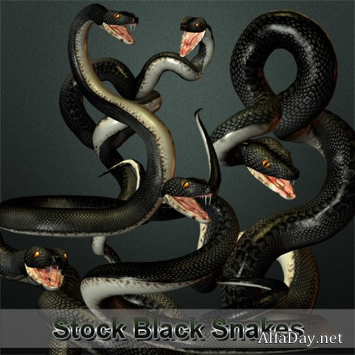 Stock Black Snakes 