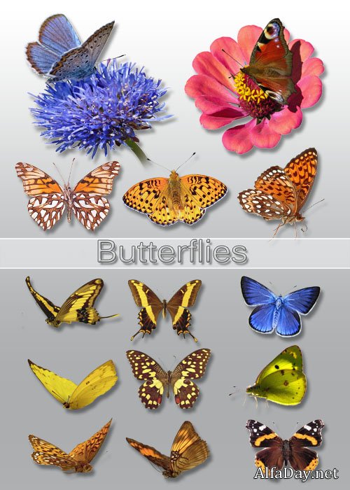 ������� PNG - �������