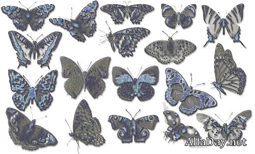 ����� ��� �������� - �������