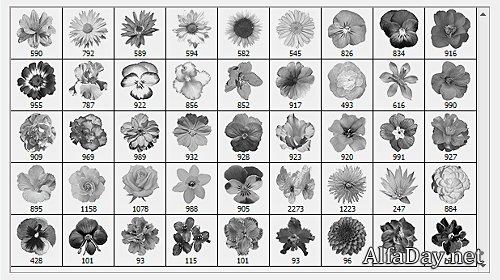 ����� ��� �������� - �����