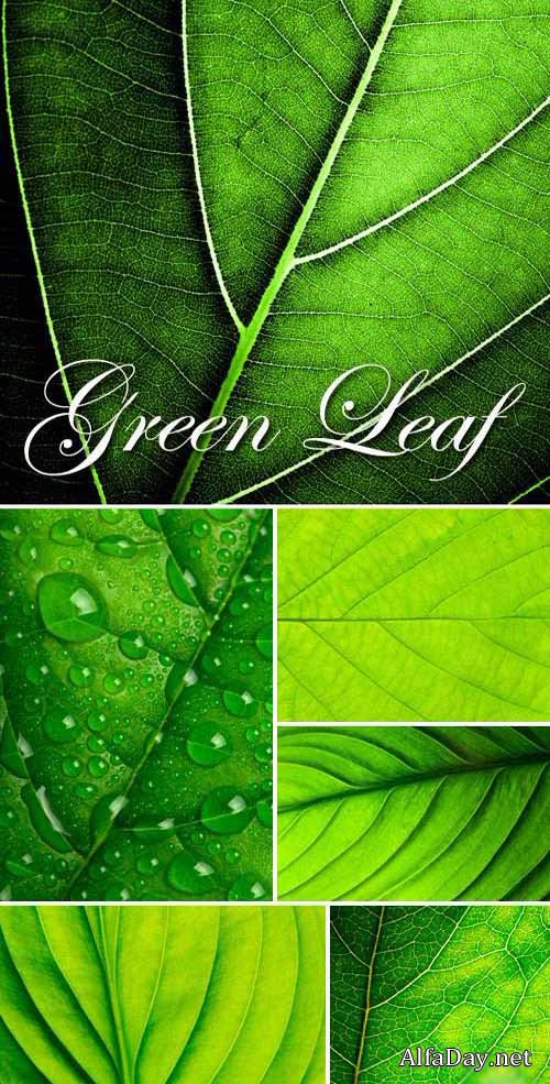 �������� ������ ������ | Green Leaf Textures