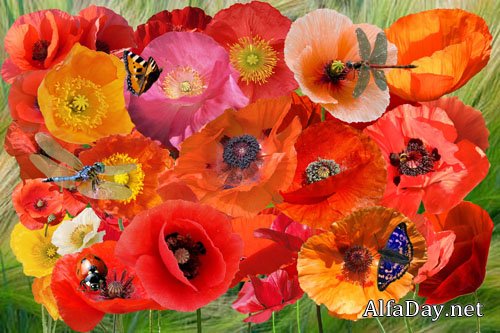 ������� PNG ���� ����