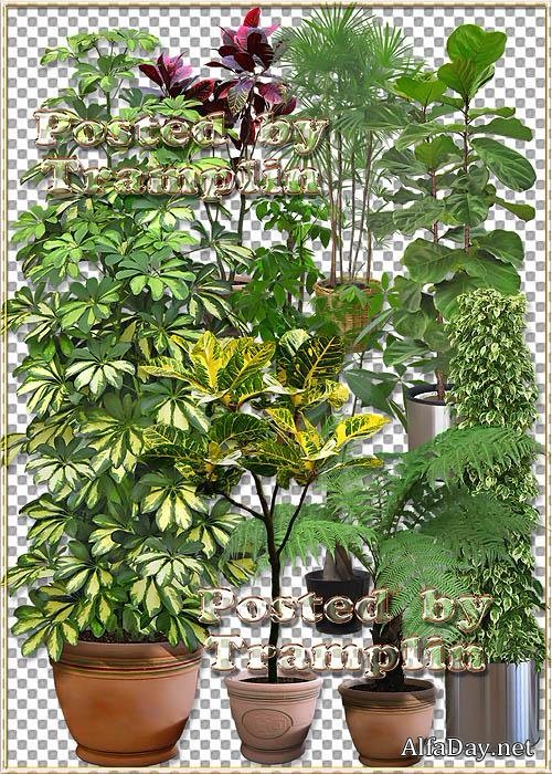 ������� �  Png  � ����� � �������