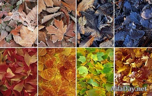 ���� - ������� ����