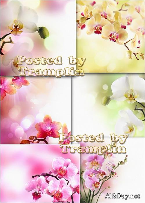 ���������� ������� - Beautiful orchids