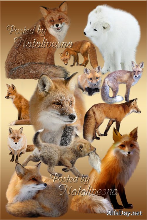 ������� ��� ����������  � ����� �������, ������ ���������..