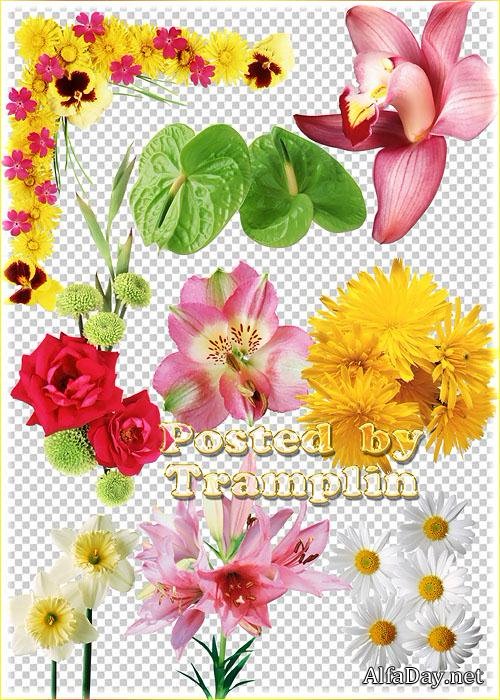 ������� ��������� � �����, ����, �������, ��������, �������