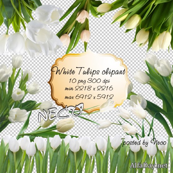 �������� ������� PNG �� ���������� ���� ������ �� ����� ��������� White Tulips Bouquets