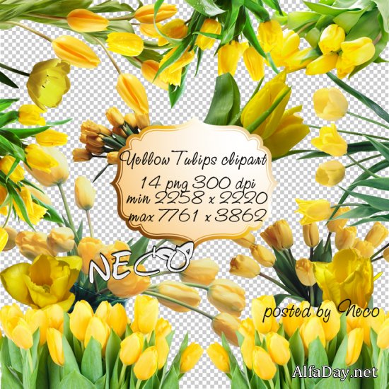 �������� ����� PNG ������� Ƹ���� �������� ��� ������� Yelow Tulips