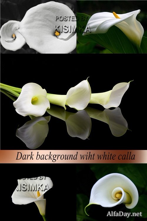 ���� ������� �����: ����� ���� �� ������ ����