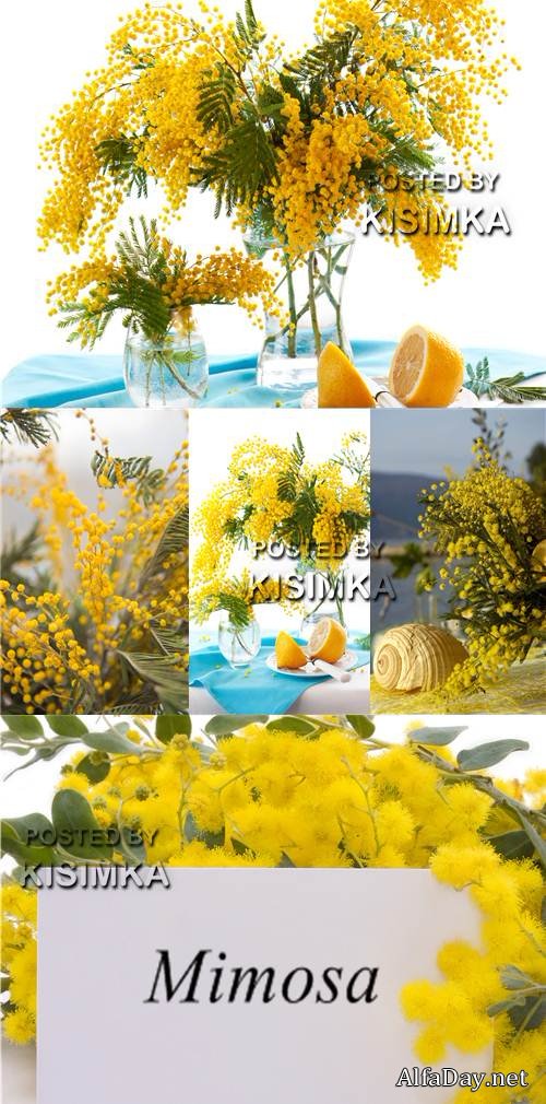 �������� ���� ������� - ��������� ������ Photo Mimosa