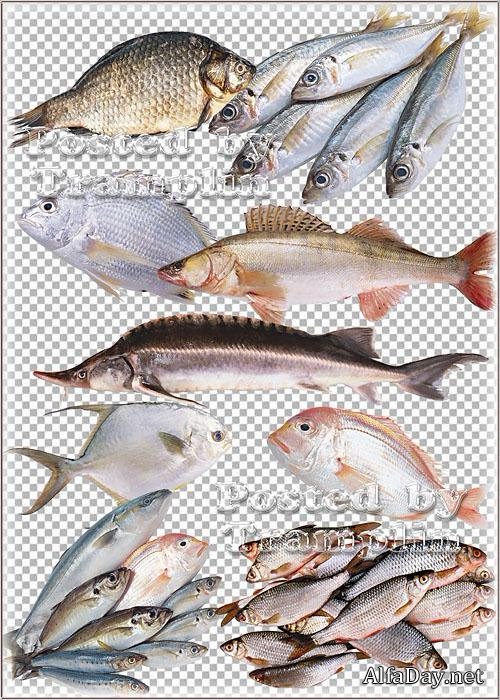 ������� � PNG �� ���������� ���� � ���� Fishes