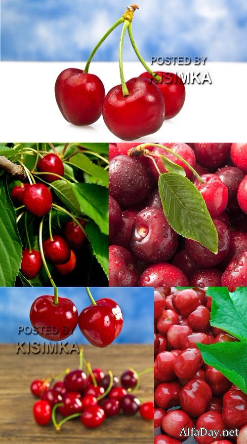 ���� ������� - ������� ����� Photo Red sweet cherry