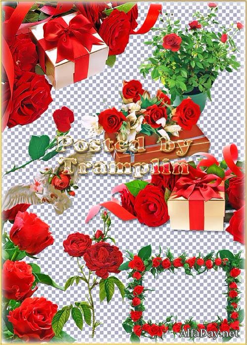 ������� PNG ������� ���� Ped Roses Gifts