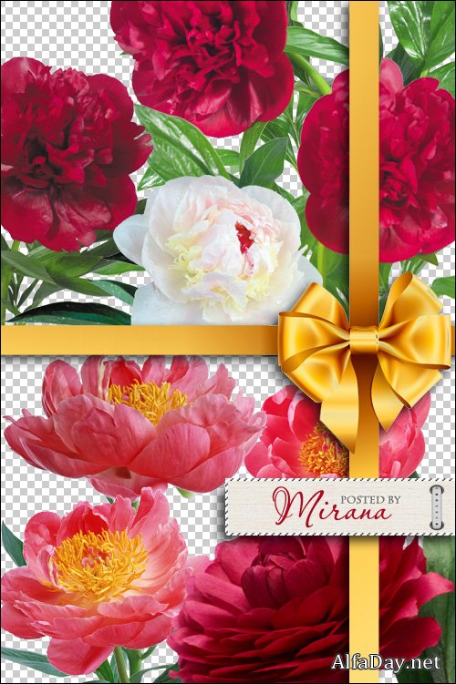 ����� ����� - ��������� ������� png �� ���������� ����