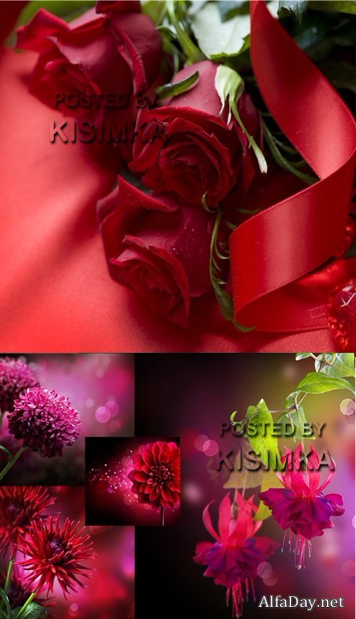 ���� ������� - �����, ����, ��������, ����������