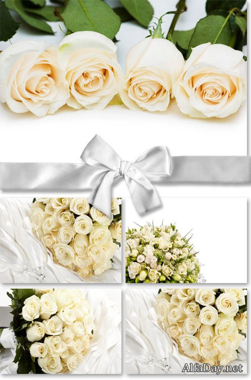 Stock Photo: White Roses / ����� ����