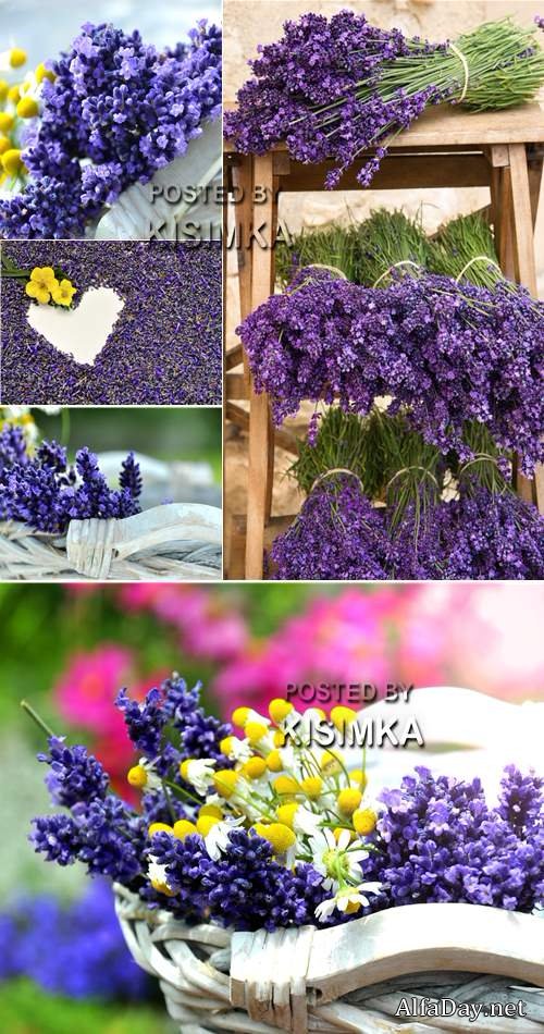 ���� ������� - �������� �������