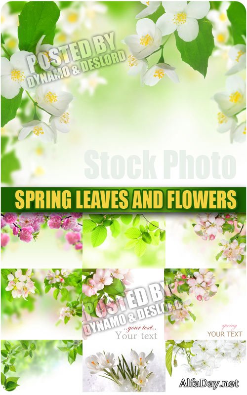 �������� ������ � ����� - ��������� ������� Spring Leaves and Flowers Backgrounds