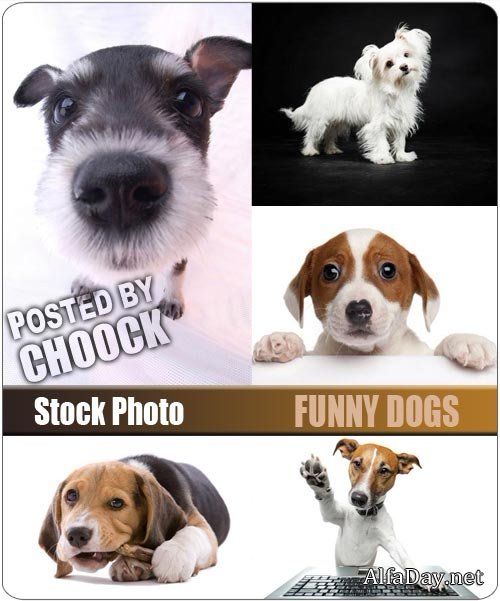 ���� �������� ������ - ��������� �������