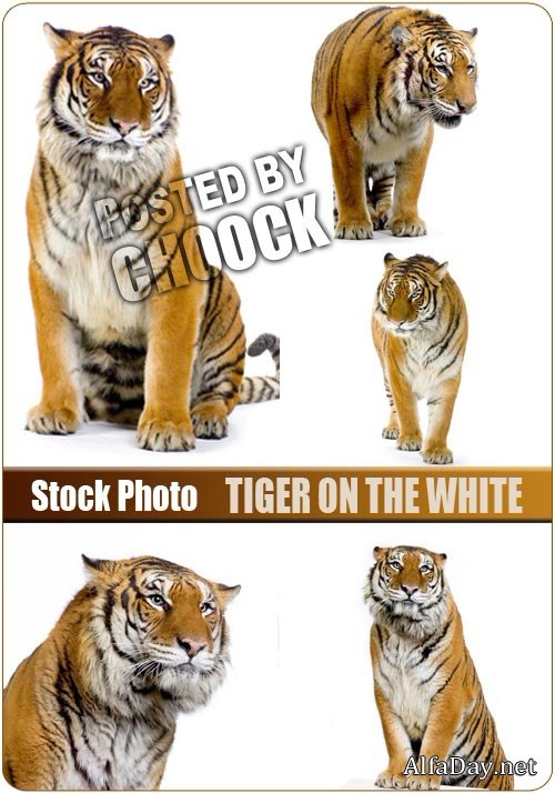 ����, ���� �� ����� ���� - ��������� �������