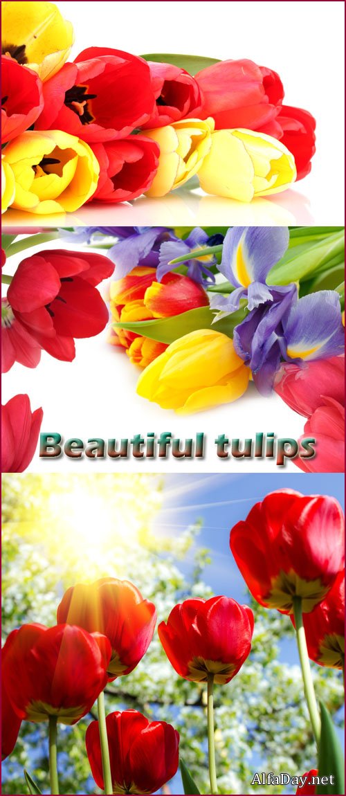 ��������� ������� : �������� ��������, ����