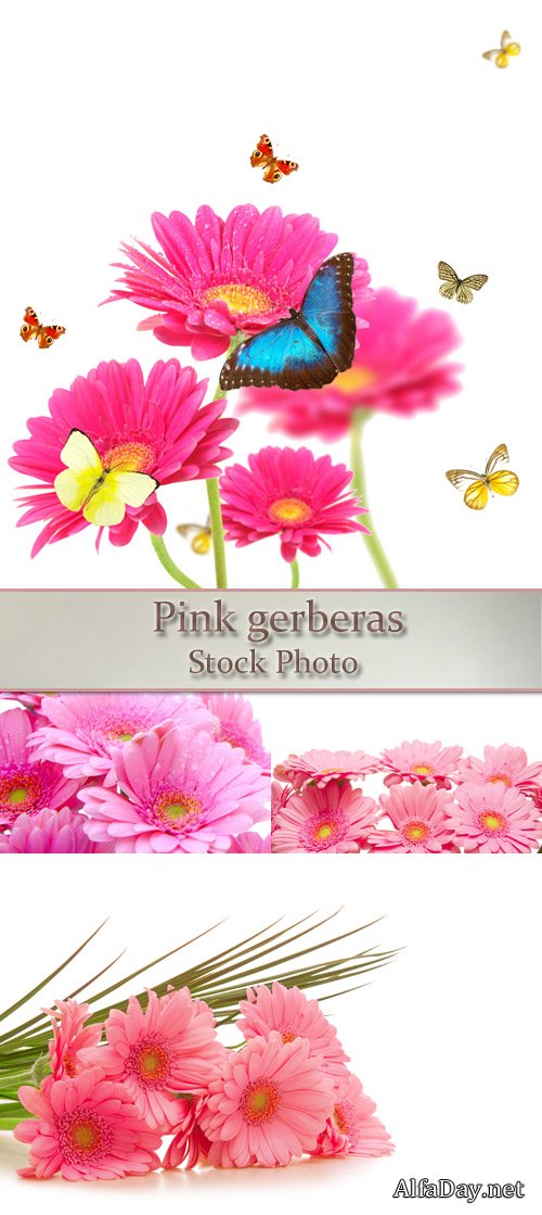 ��������� ������� ������� �� ����� ���� - ��������� �������, ����