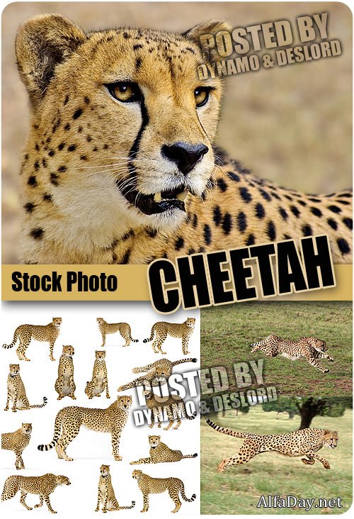 ���� ������ - ��������� �������