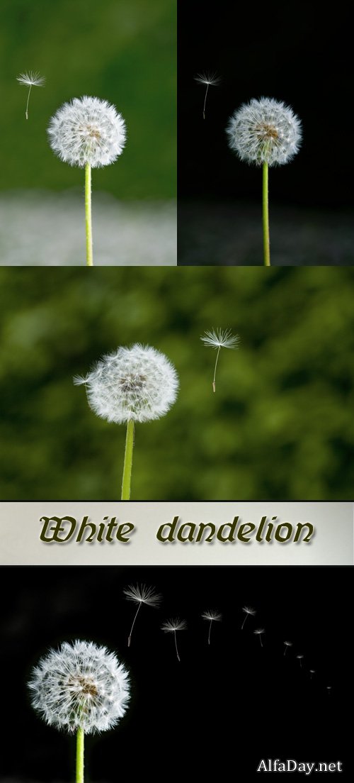 ��������� - ��������� �������, ����