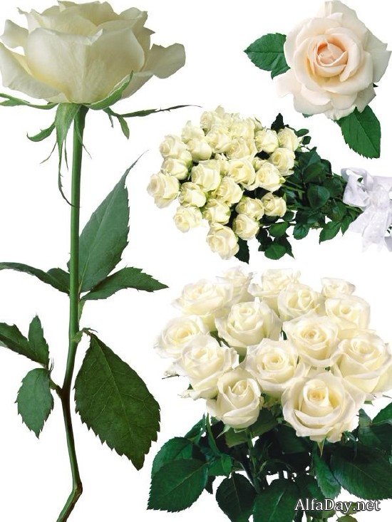 ����� ���� White Roses ������� PNG