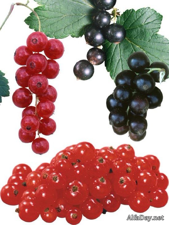 ���� ������� � PNG �� ���������� ���� �����, ��������� ������, ������� � �����