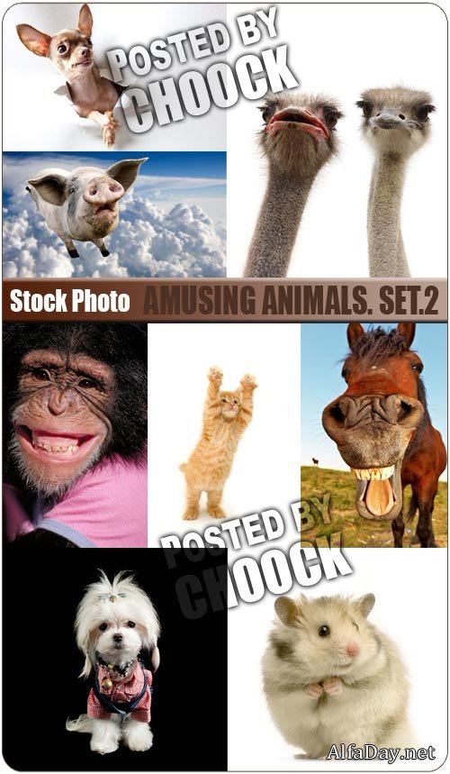 ���� �������� ��������, ������, ������, ��������, ������, ������ - ��������� �������