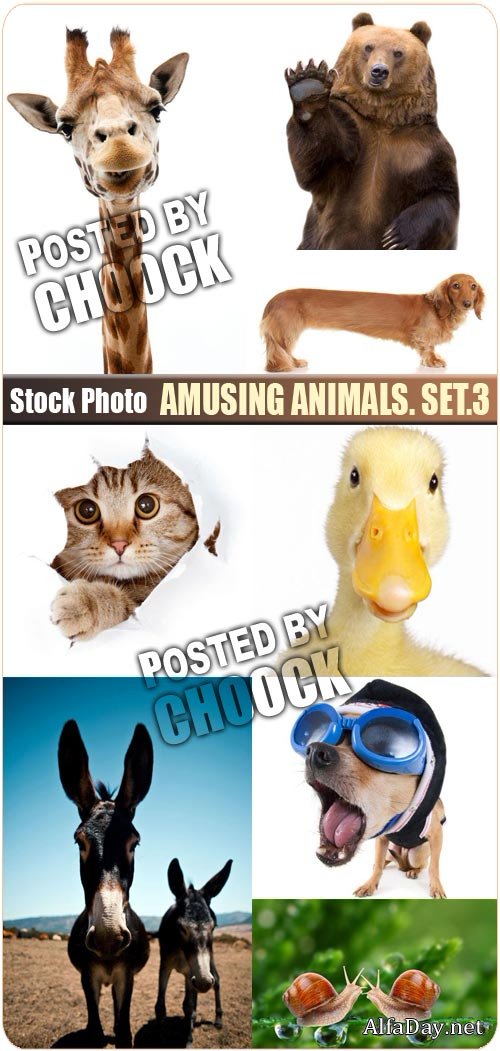 ���� �������� �������� - ��������� �������