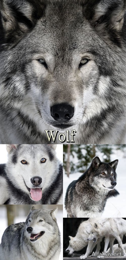 ���� ���� - ��������� �������