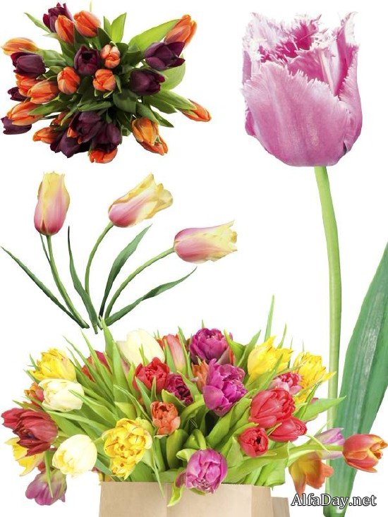 �������� - ��������� ������� �� ���������� ����