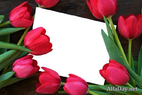 �������� Tulips PNG ������� � ����