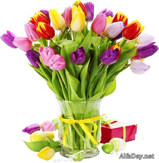 �������� Tulips PNG ������� � ����