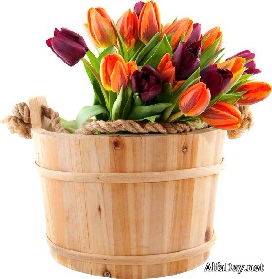 �������� Tulips PNG ������� � ����