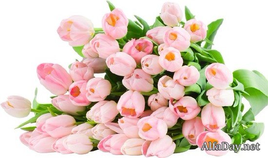 �������� Tulips PNG ������� � ����