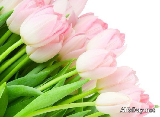 �������� Tulips PNG ������� � ����