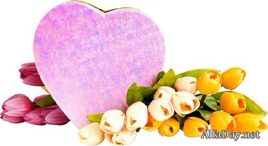 �������� Tulips PNG ������� � ����